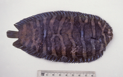 Soleichthys microcephalus