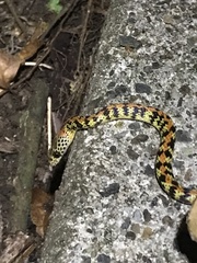 Siphlophis cervinus