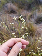 Platysace filiformis