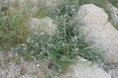 Phacelia cicutaria hispida