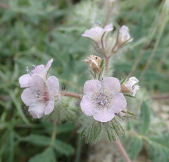 Phacelia cicutaria hispida