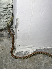 Siphlophis cervinus