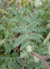 Phacelia cicutaria hispida