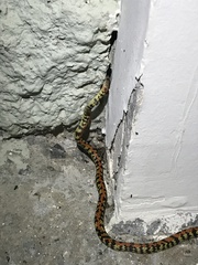 Siphlophis cervinus