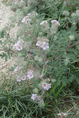 Phacelia cicutaria hispida