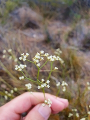 Platysace filiformis