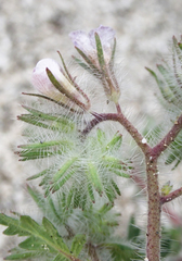 Phacelia cicutaria hispida