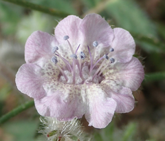Phacelia cicutaria hispida