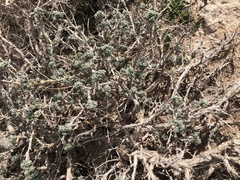 Artemisia spinescens