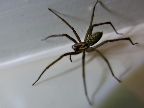Giant House Spider photo 3