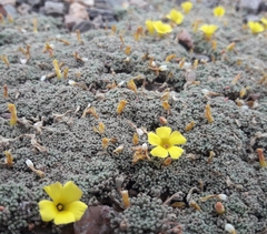 Oxalis erythrorrhiza