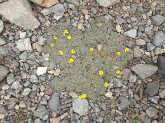 Oxalis erythrorrhiza