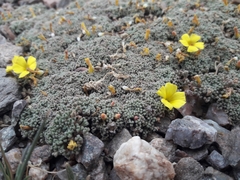 Oxalis erythrorrhiza
