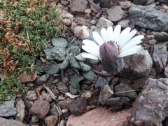 Trichocline cineraria