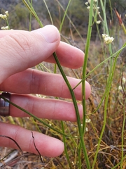 Platysace filiformis