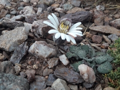 Trichocline cineraria