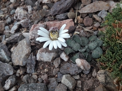 Trichocline cineraria