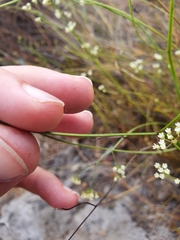 Platysace filiformis