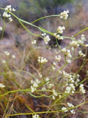 Platysace filiformis