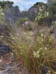 Platysace filiformis