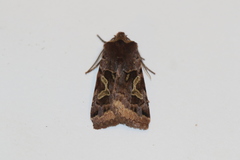Cerastis enigmatica