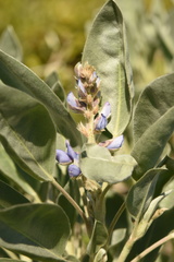 Lupinus cumulicola