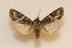 Egira cognata