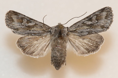 Lacinipolia patalis