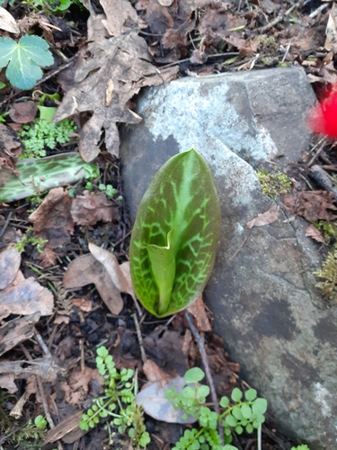 giant white fawn lily