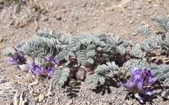 Astragalus vesiculosus