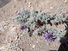 Astragalus vesiculosus