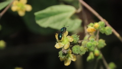 Calloceratina