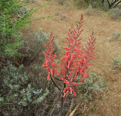 Aloe zebrina image