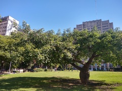 Ceiba insignis