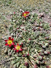 Calandrinia caespitosa