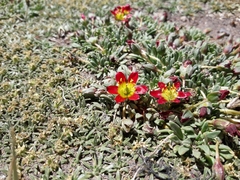 Calandrinia caespitosa