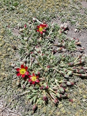 Calandrinia caespitosa