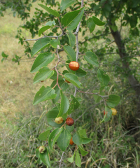 Ziziphus mucronata image