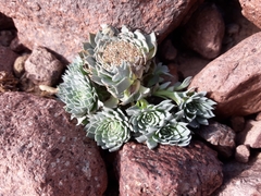 Moschopsis leyboldii