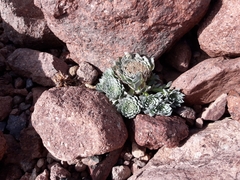 Moschopsis leyboldii