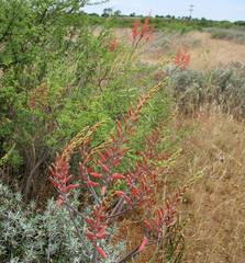 Aloe zebrina image