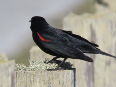 Agelaius phoeniceus mailliardorum