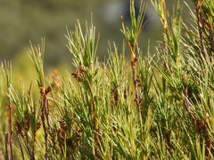 Dracophyllum longifolium
