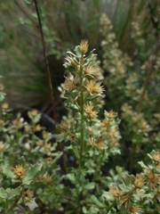 Baccharis neaei
