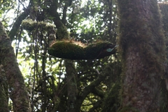 Leptostomum inclinans