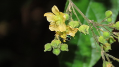 Calloceratina