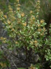 Baccharis neaei