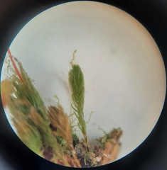 Leptostomum inclinans