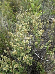 Baccharis neaei