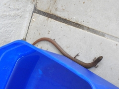 Glaphyromorphus punctulatus